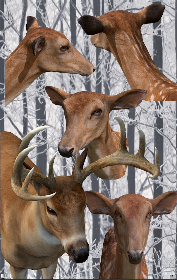 5 Deer Head